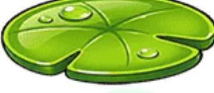 Folha de nenúfar verde com gotas de orvalho.